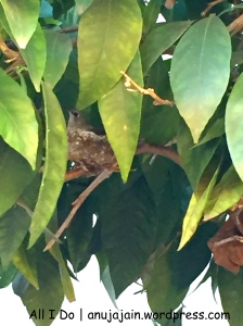 Hummingbird nest 